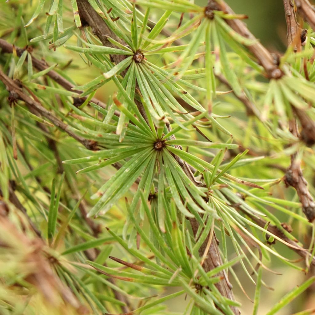 Larix kaempferi Stiff Weeping - Japanse larix