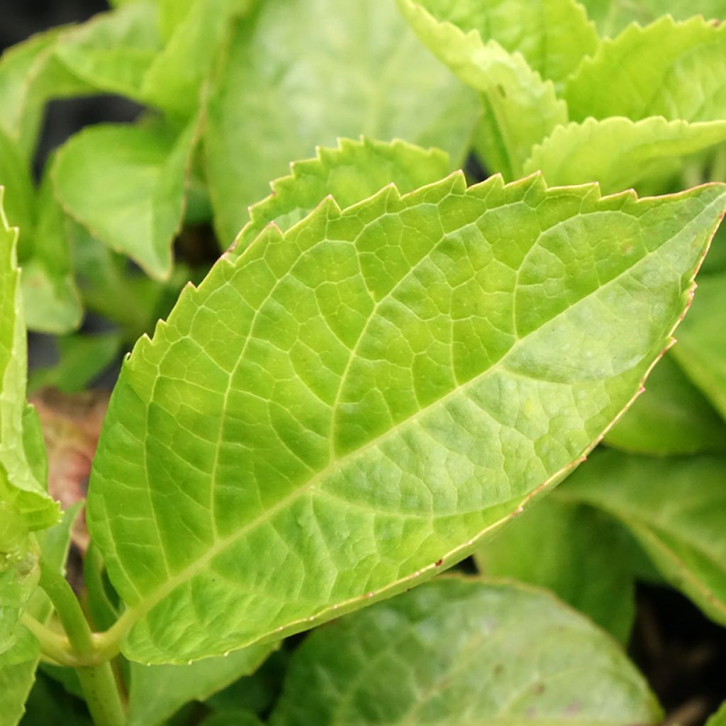 Prunus laurocerasus Miniredia - Laurierkers