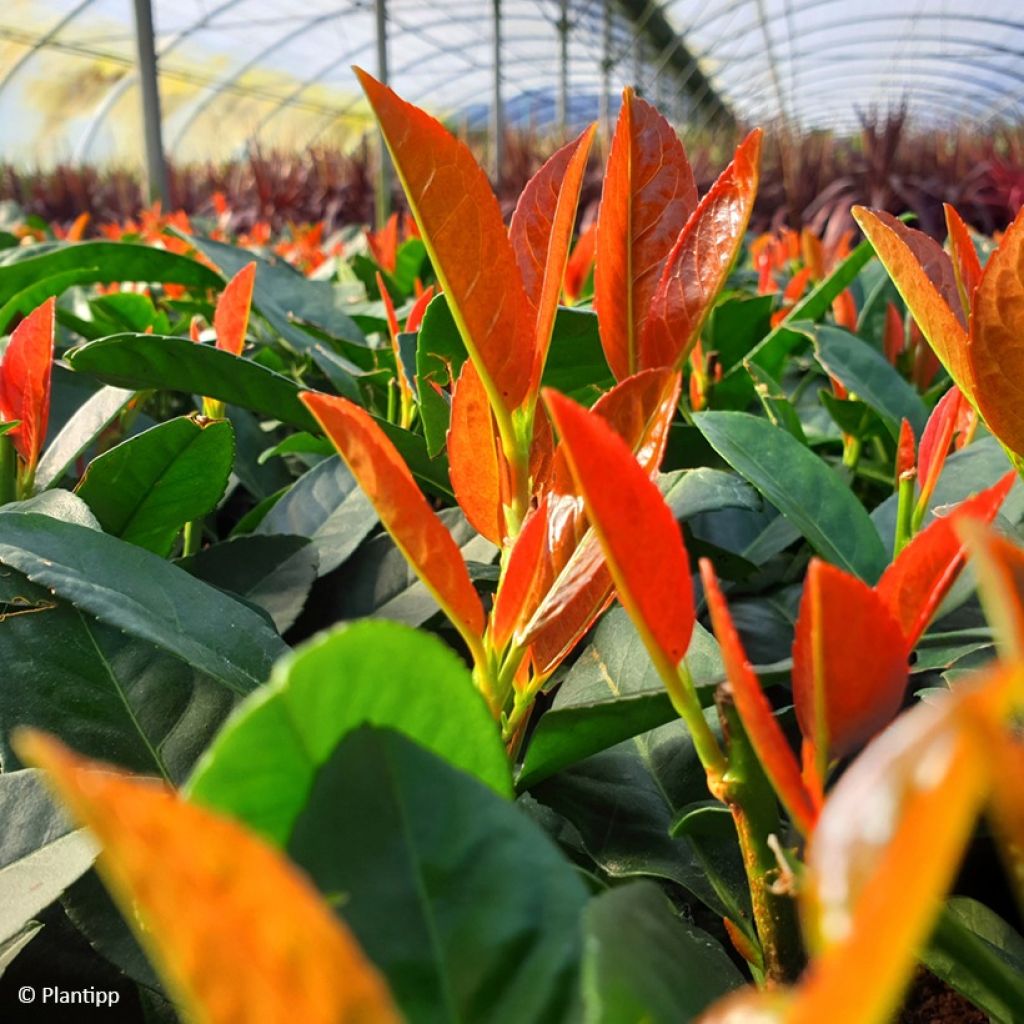 Prunus laurocerasus Copperbell - Laurierkers