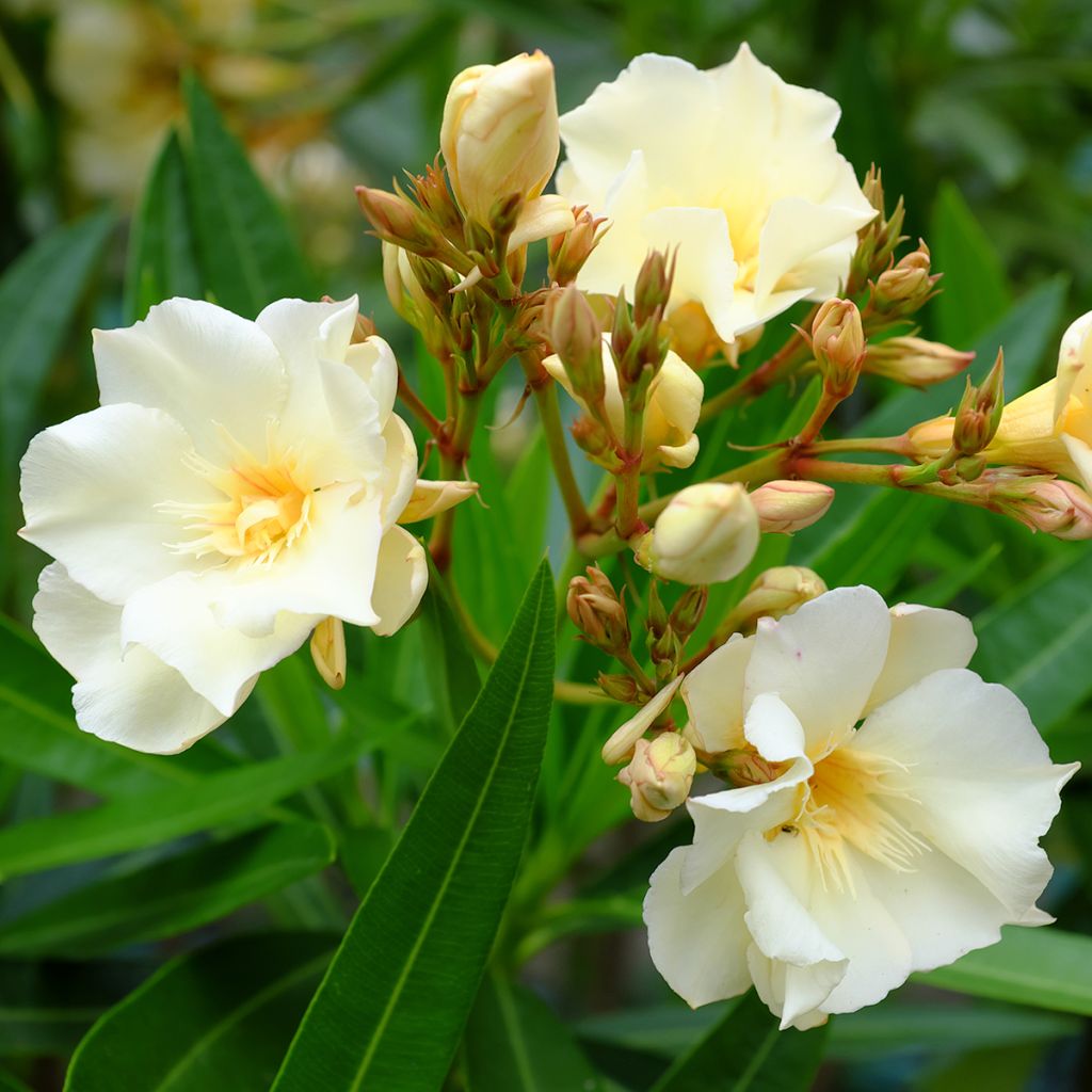 Nerium oleander Luteum Plenum - Oleander