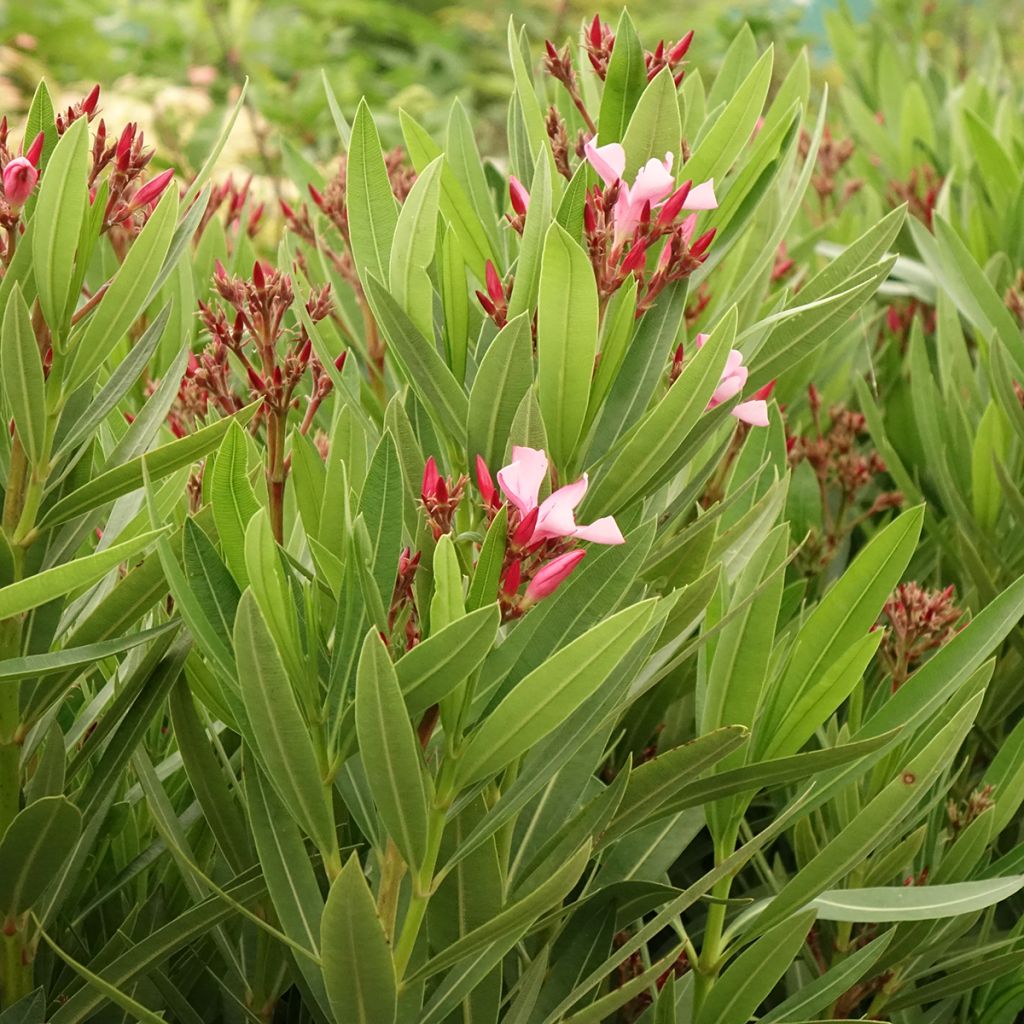 Nerium oleander Magaly - Oleander