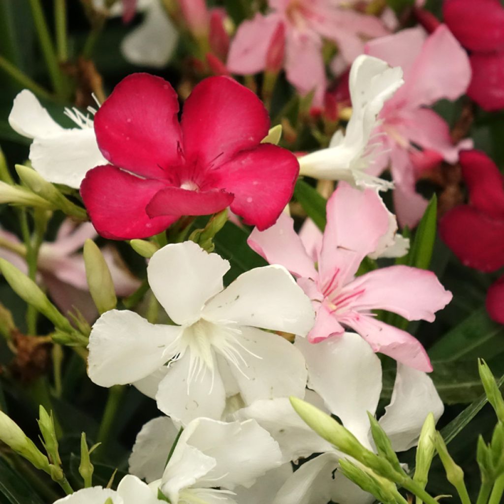 Nerium oleander Tricolor - Oleander