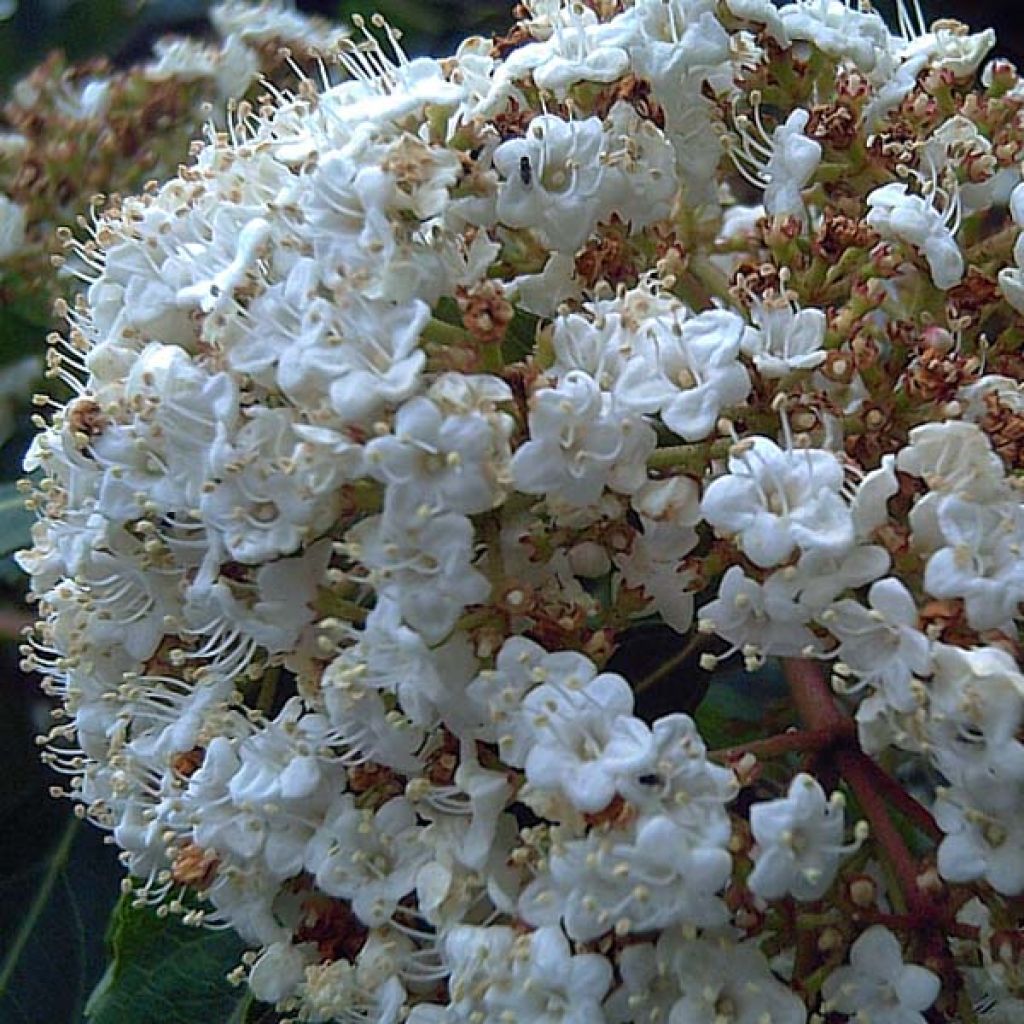 Viburnum tinus - Lauriersneeuwbal
