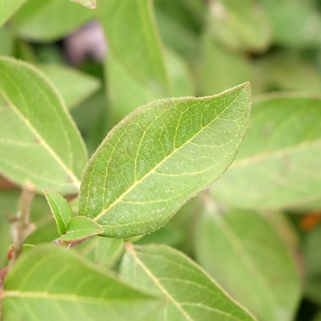 Viburnum tinus Giganteum - Lauriersneeuwbal