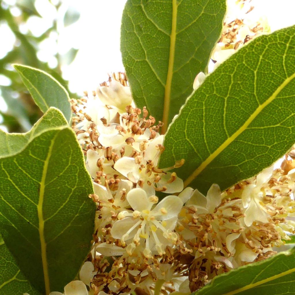 Echte laurier - Laurus nobilis