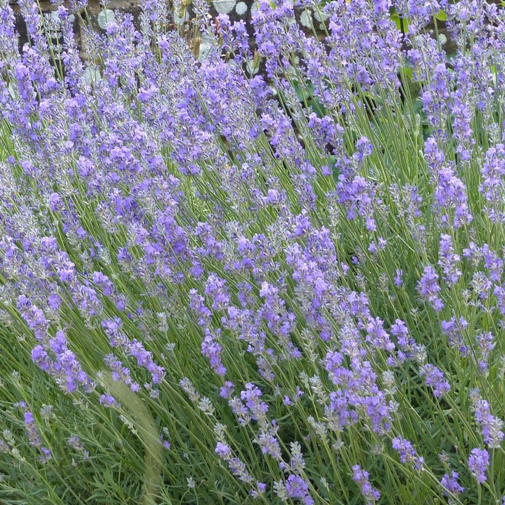 Lavendel Munstead - Lavandula angustifolia