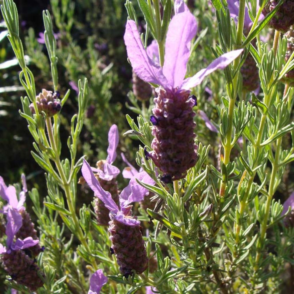 Lavandula stoechas (zaad) - Kuiflavendel