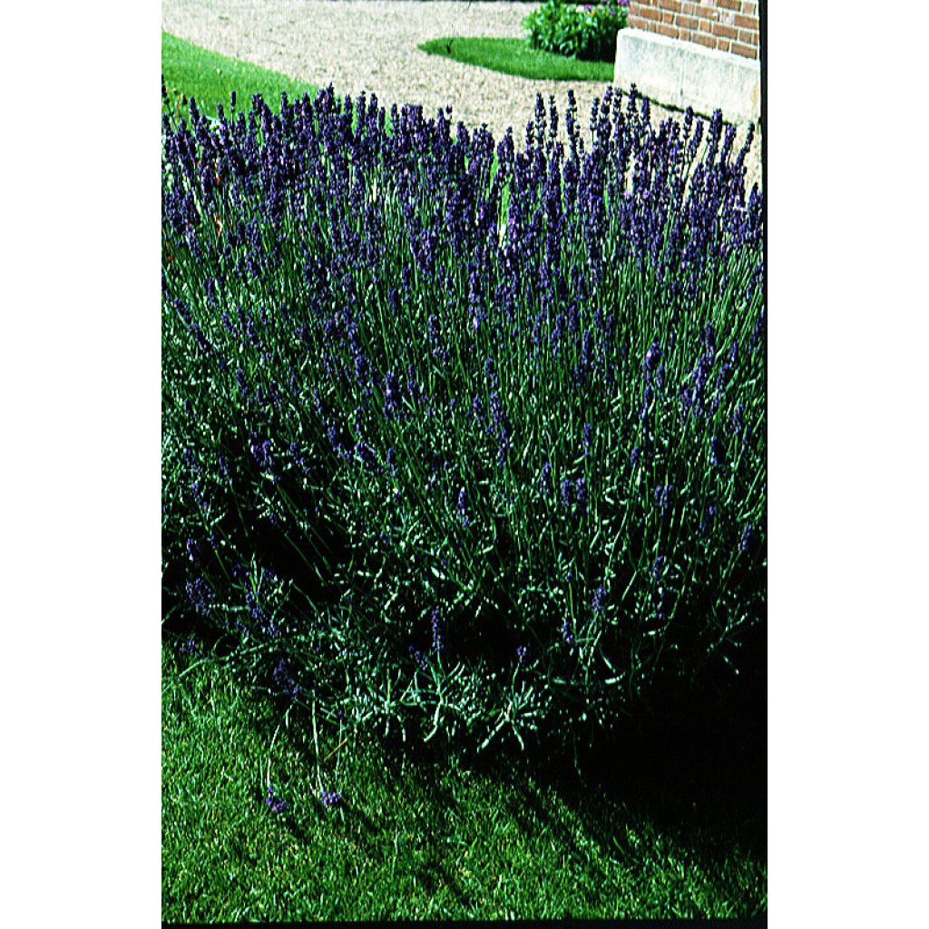 Echte lavendel BIO - Lavandula angustifolia