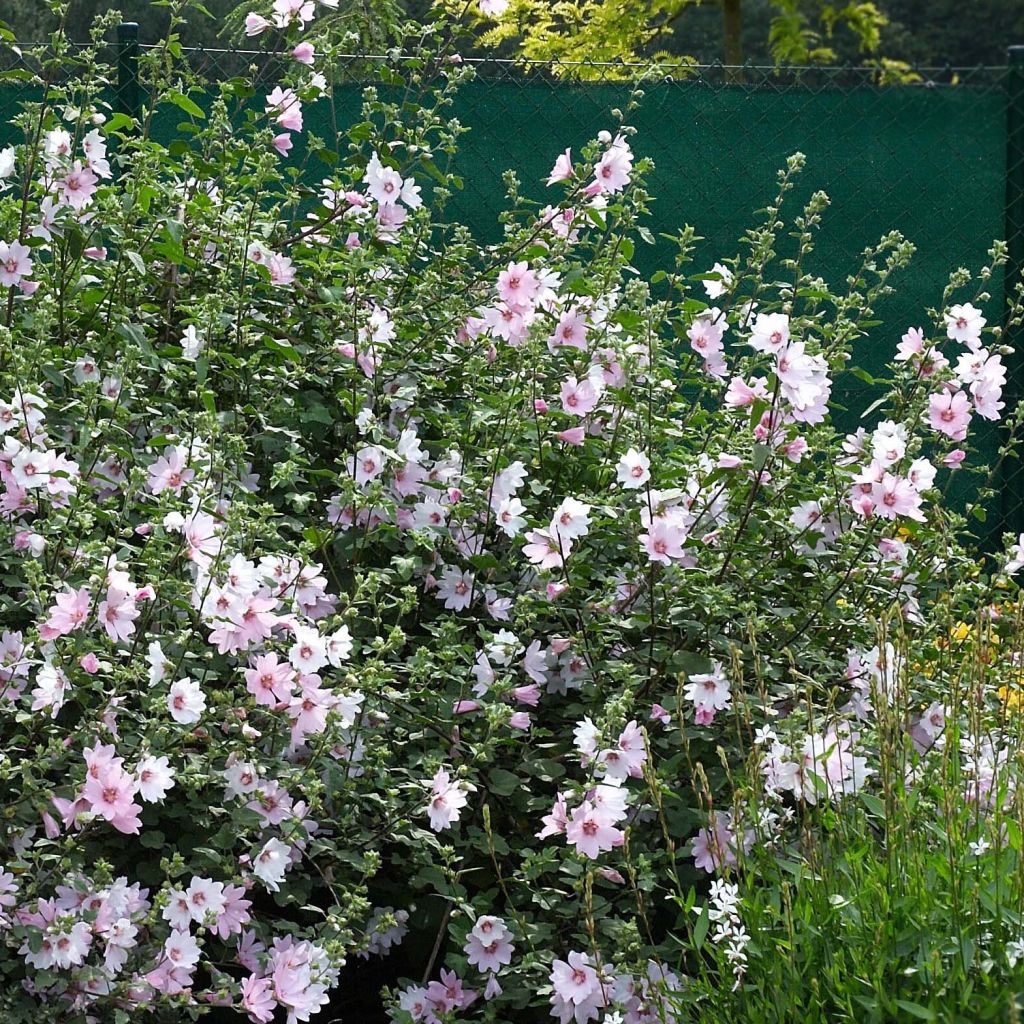 Lavatera Barnsley Baby - Struikmalva