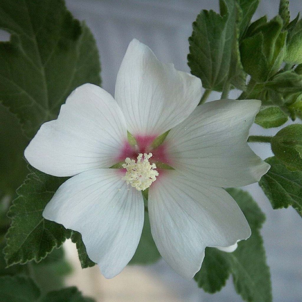 Lavatera Barnsley Baby - Struikmalva