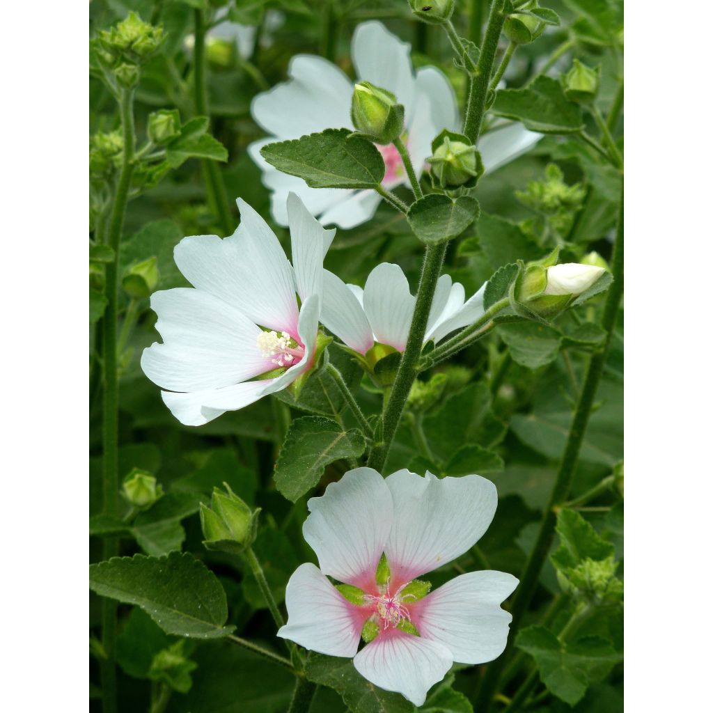 Lavatera Frederique - Struikmalva