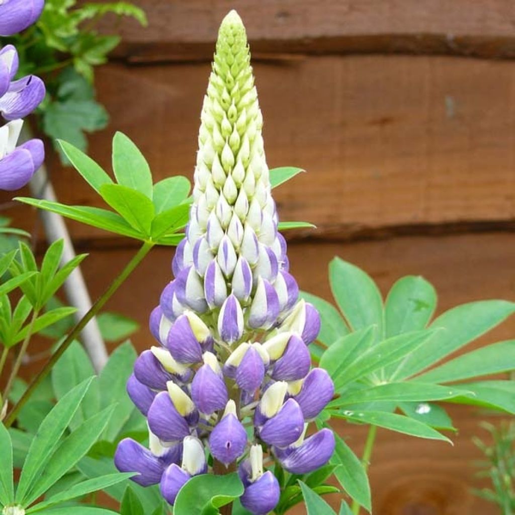 Lupinus The Governor - Lupine