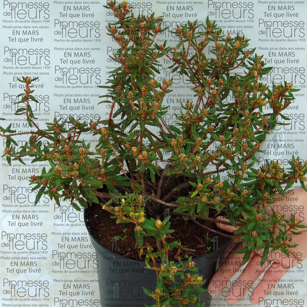 Ledum groenlandicum Helma - Labrador-thee