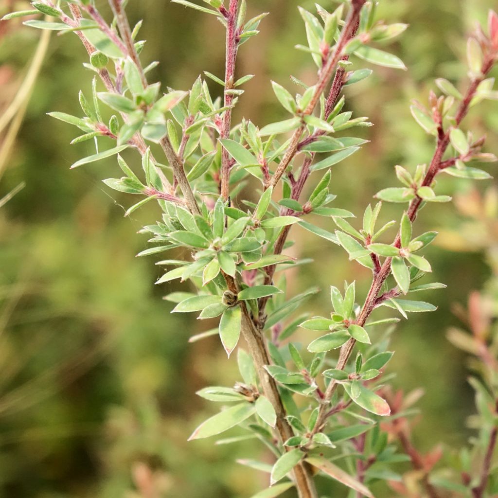 Leptospermum scoparium Snow Flurry - Manuka