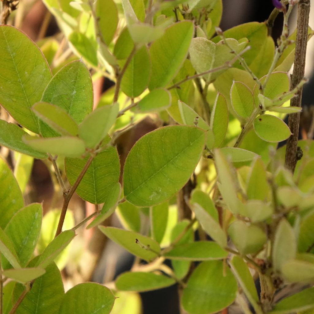 Lespedeza bicolor Summer Beauty - Struikklaver
