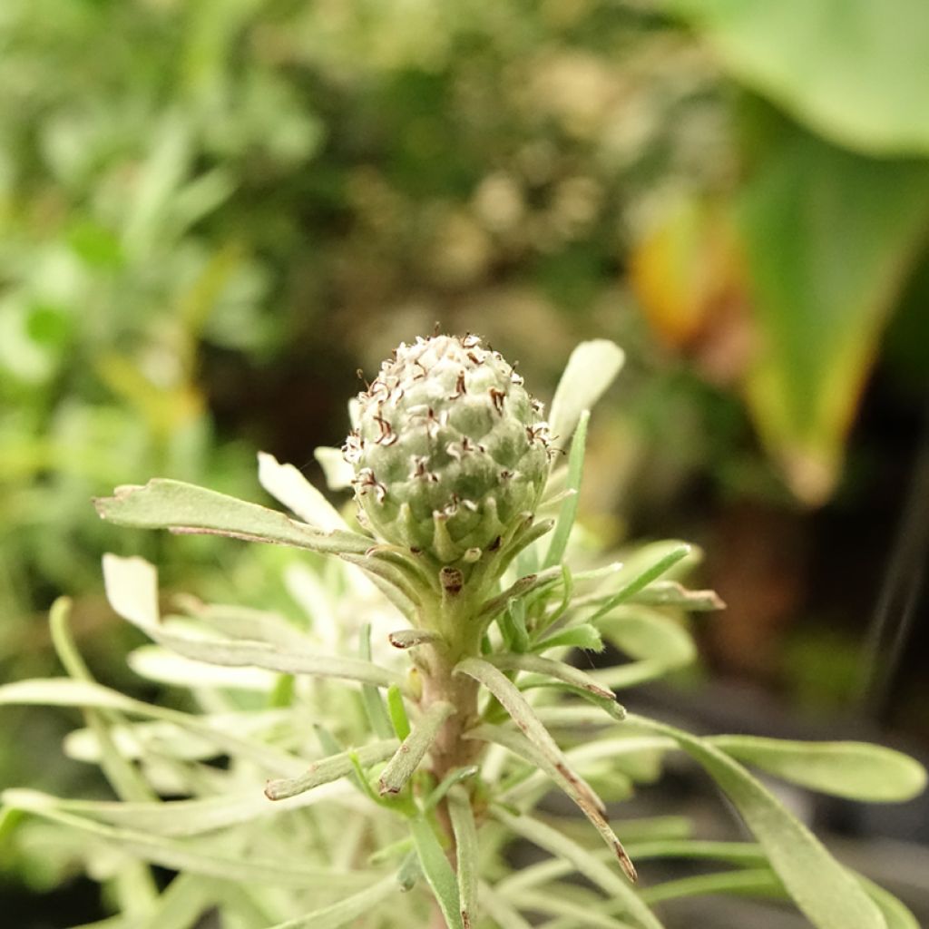 Leucadendron galpinii Purple Haze - Kaaps groen