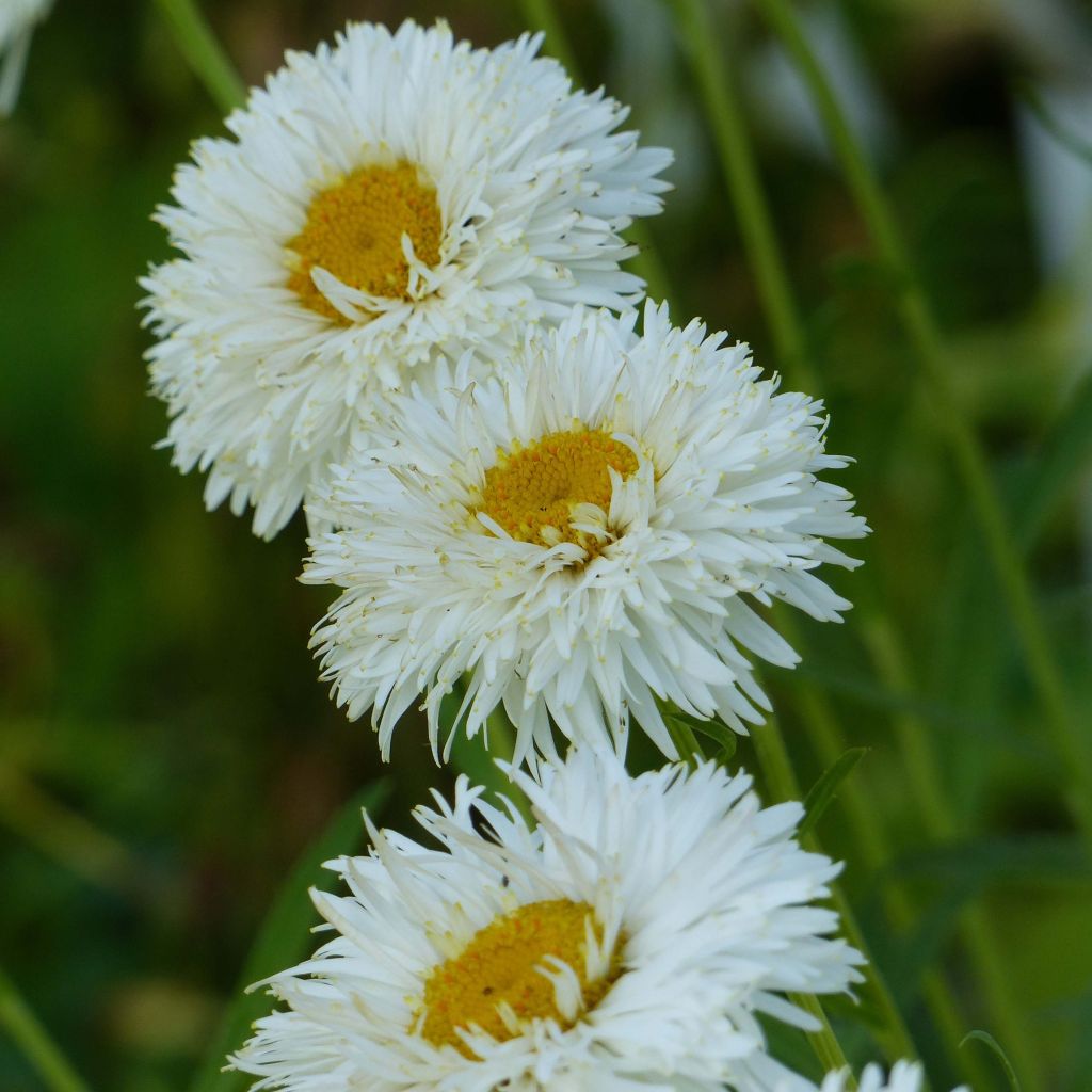 Leucanthemum Shapcott Summer Clouds - Tuinmargriet