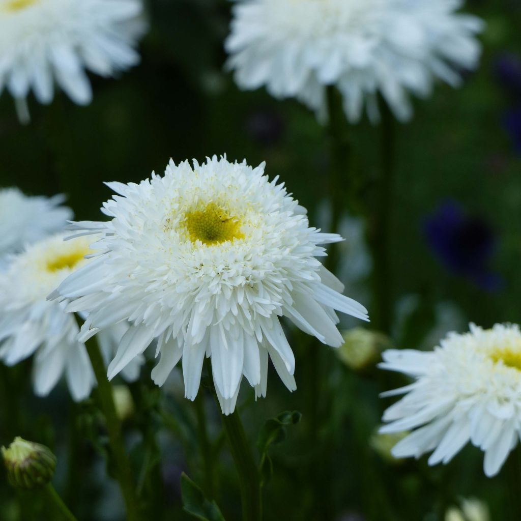Leucanthemum superbum Wirral Supreme - Margriet