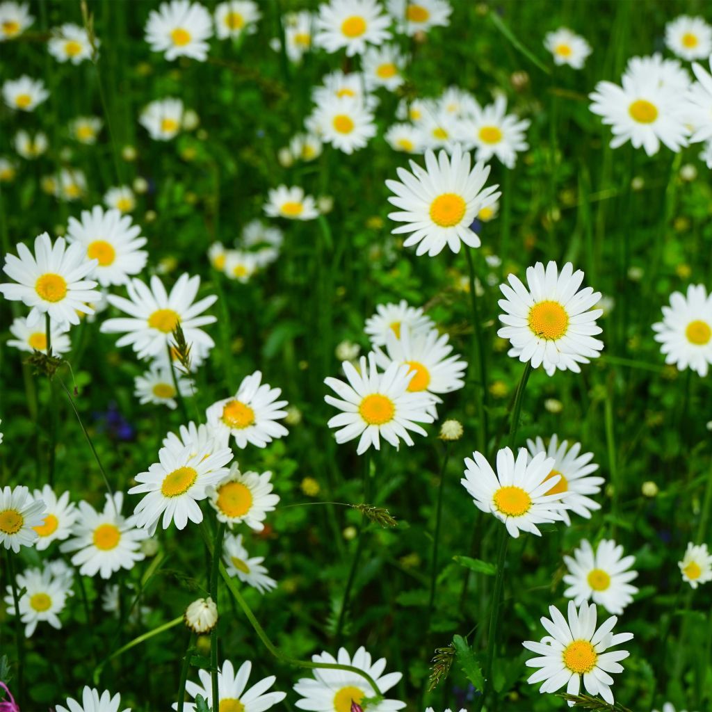 Leucanthemum vulgare Maikonigin - Margriet
