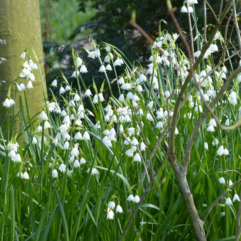Leucojum aestivum Gravetye Giant - Zomerklokje