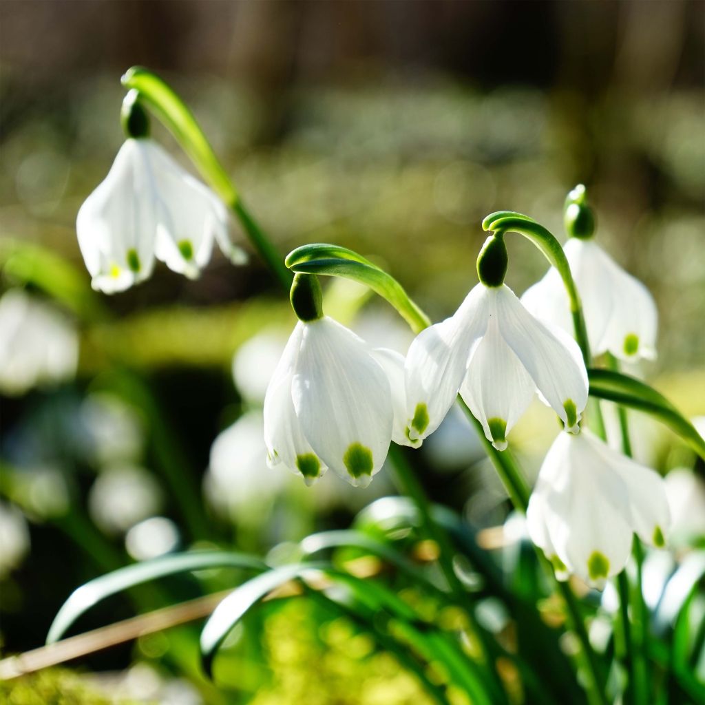 Leucojum vernum - Lenteklokje