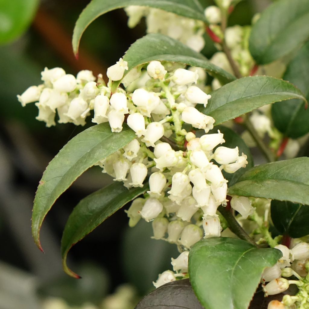 Leucothoe fontanesiana Dark Diamond - Druifheide