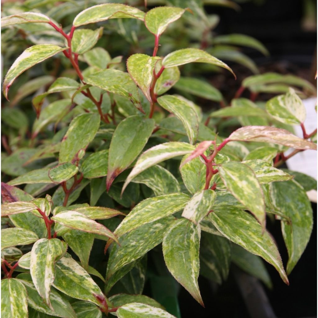 Leucothoe fontanesiana Makijaz - Druifheide