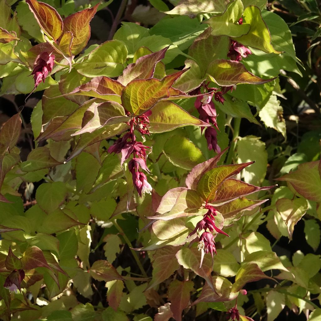 Leycesteria formosa Little Lanterns - Fazantenbes
