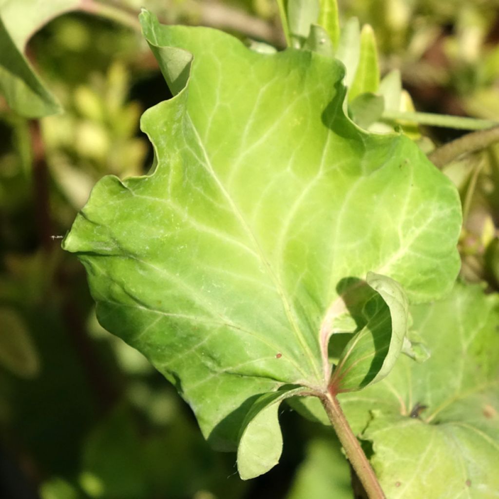 Hedera Obelix - Klimop