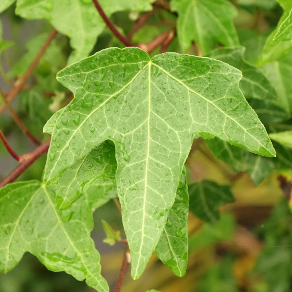 Aloe Christmas Carol - Boomaloë