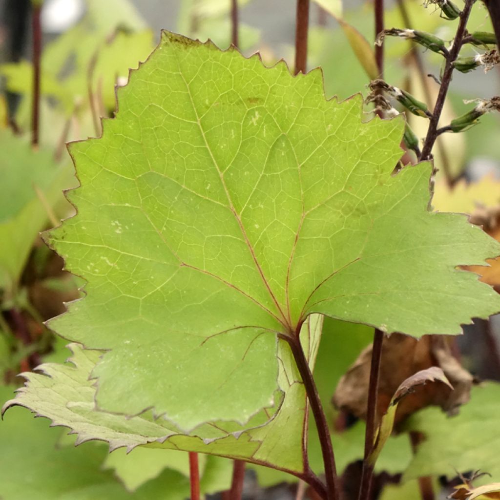 Ligularia stenocephala Little Rocket - Kruiskruid