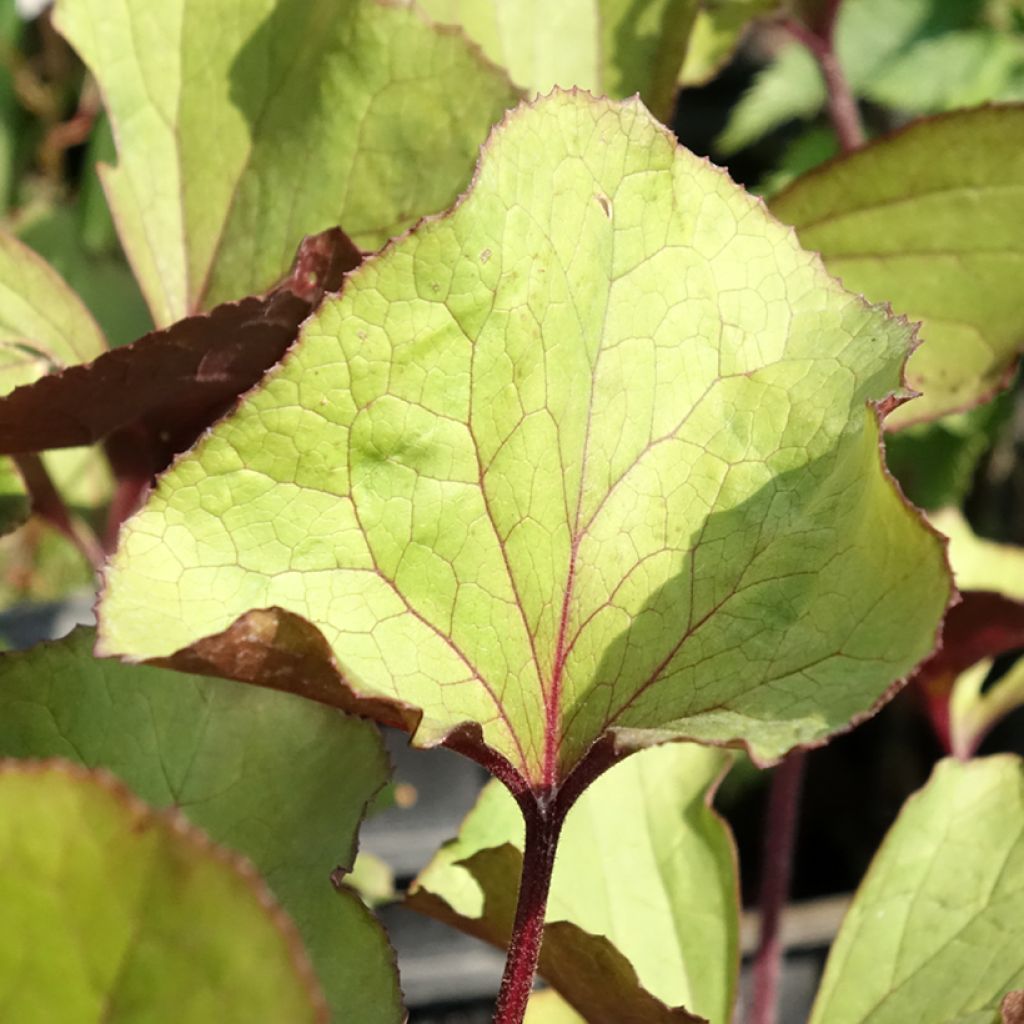 Ligularia dentata Garden Confetti - Kruiskruid