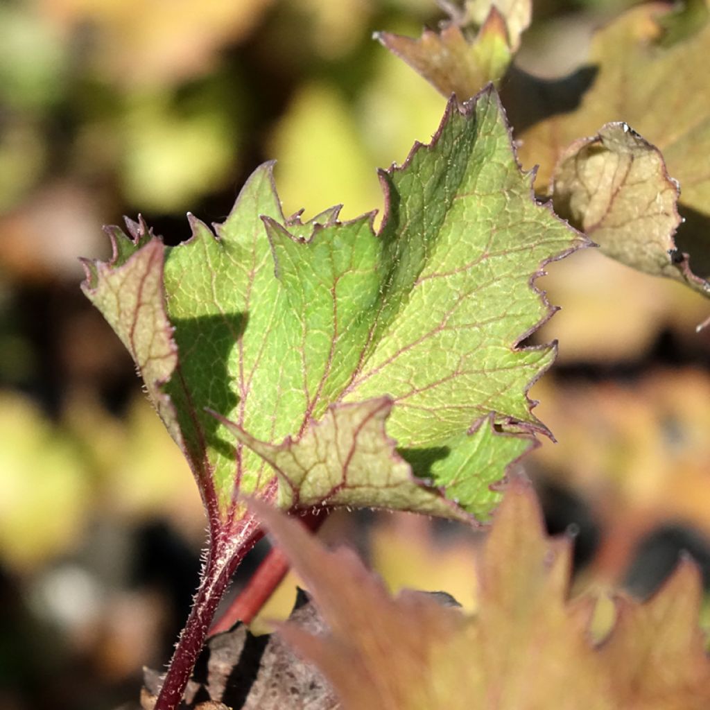 Ligularia dentata Little Golden Ray - Kruiskruid