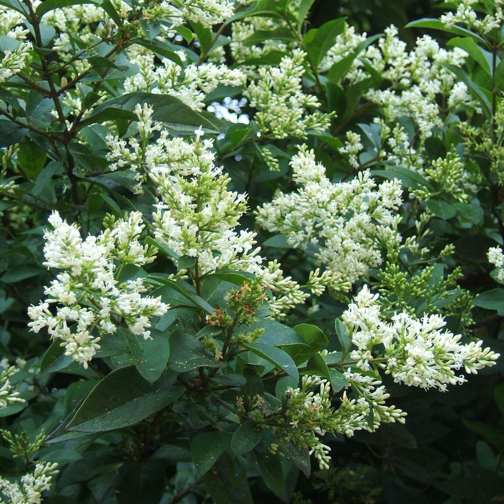 Haagliguster - Ligustrum ovalifolium