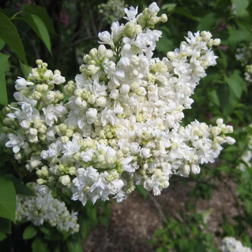 Syringa vulgaris Madame Lemoine - Gewone sering