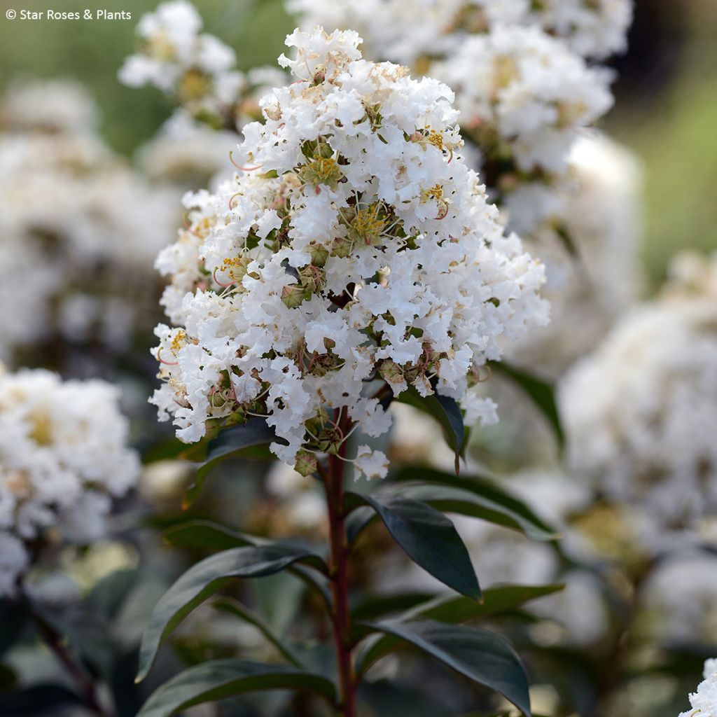 Lagerstroemia indica Enduring White - Kaapse hyacint