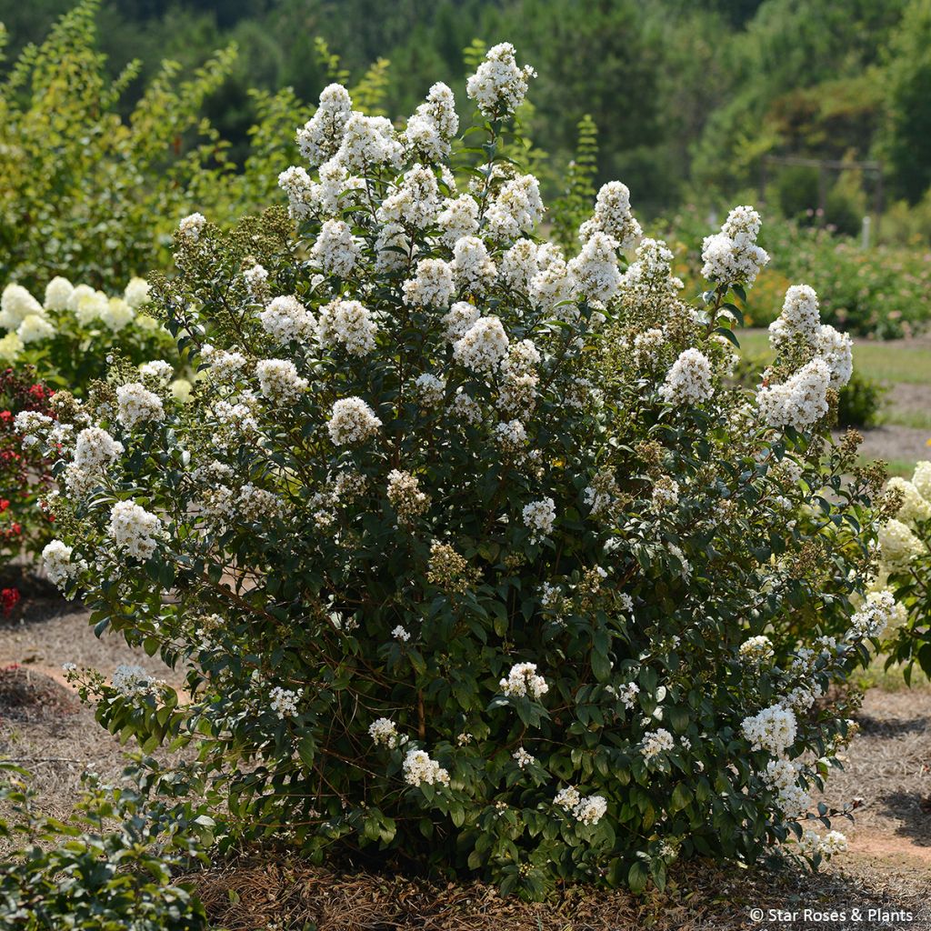 Lagerstroemia indica Enduring White - Kaapse hyacint