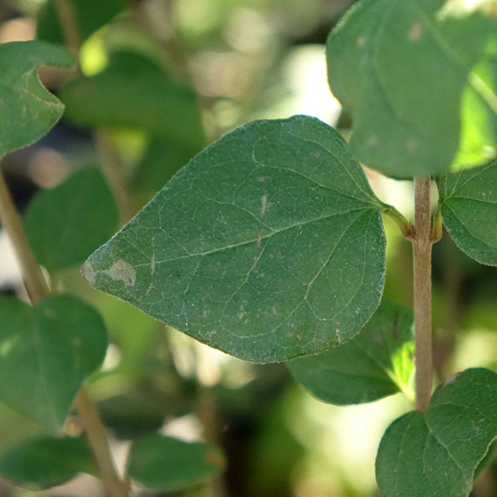 Syringa meyeri Flowerfesta Purple - Dwergsering