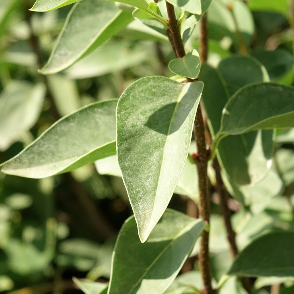Syringa chinensis Saugeana - Gewone sering