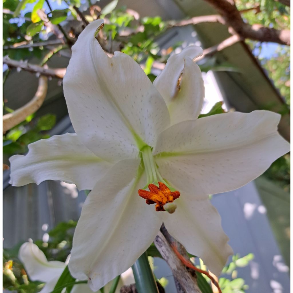 Lilium Casablanca - Oriëntal lelie