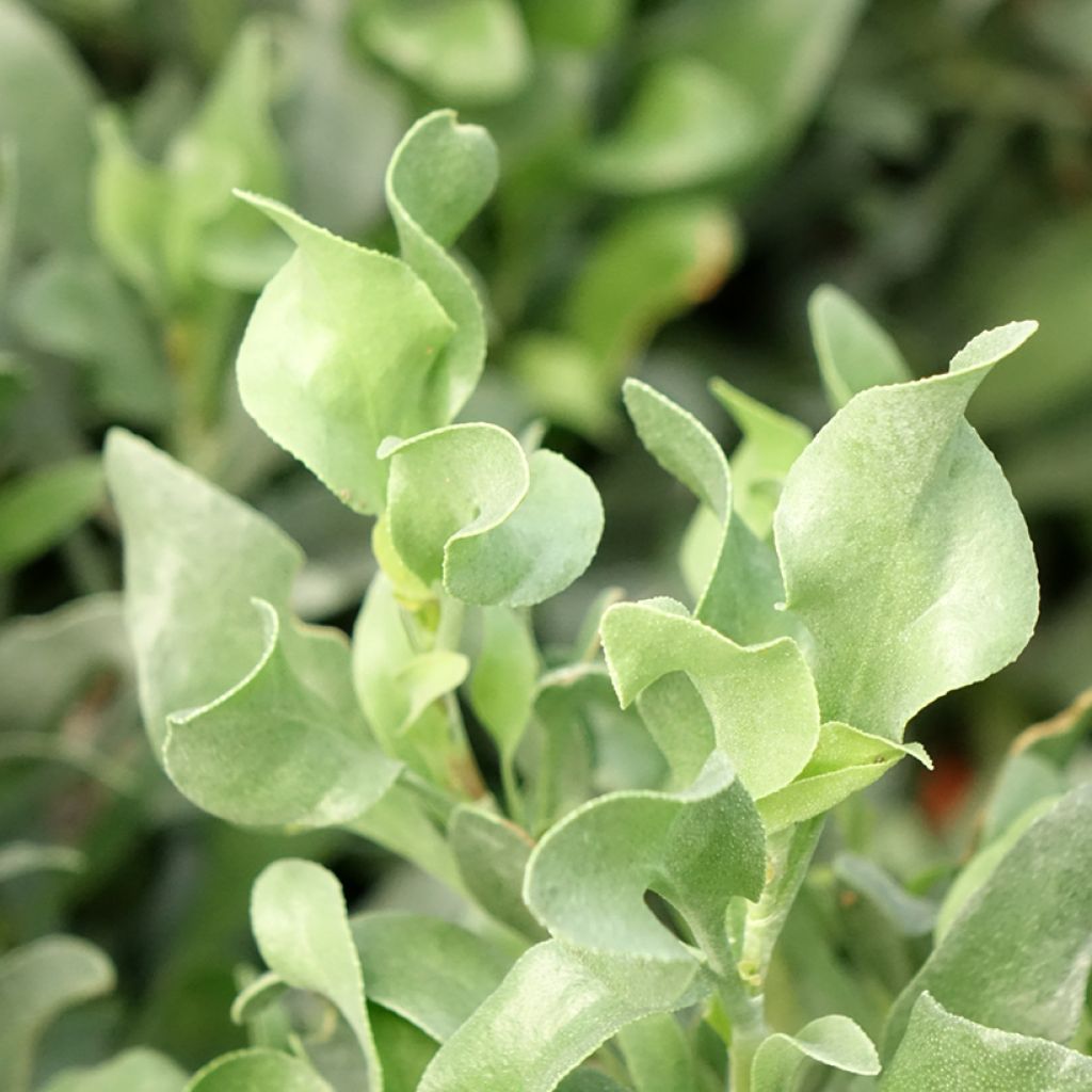 Limoniastrum monopetalum - Lavendelsteen