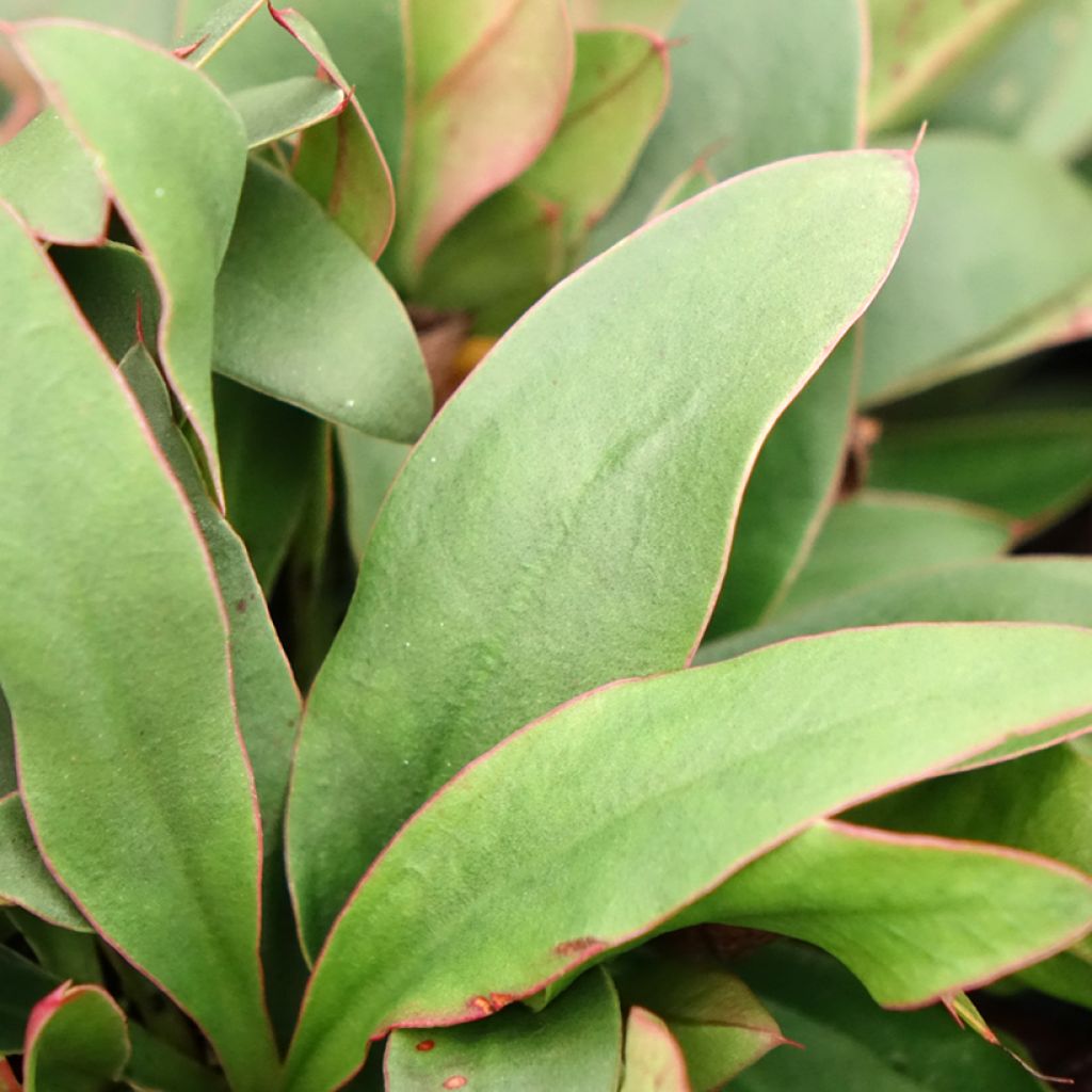 Limonium Dazzle Rocks - Lamsoor