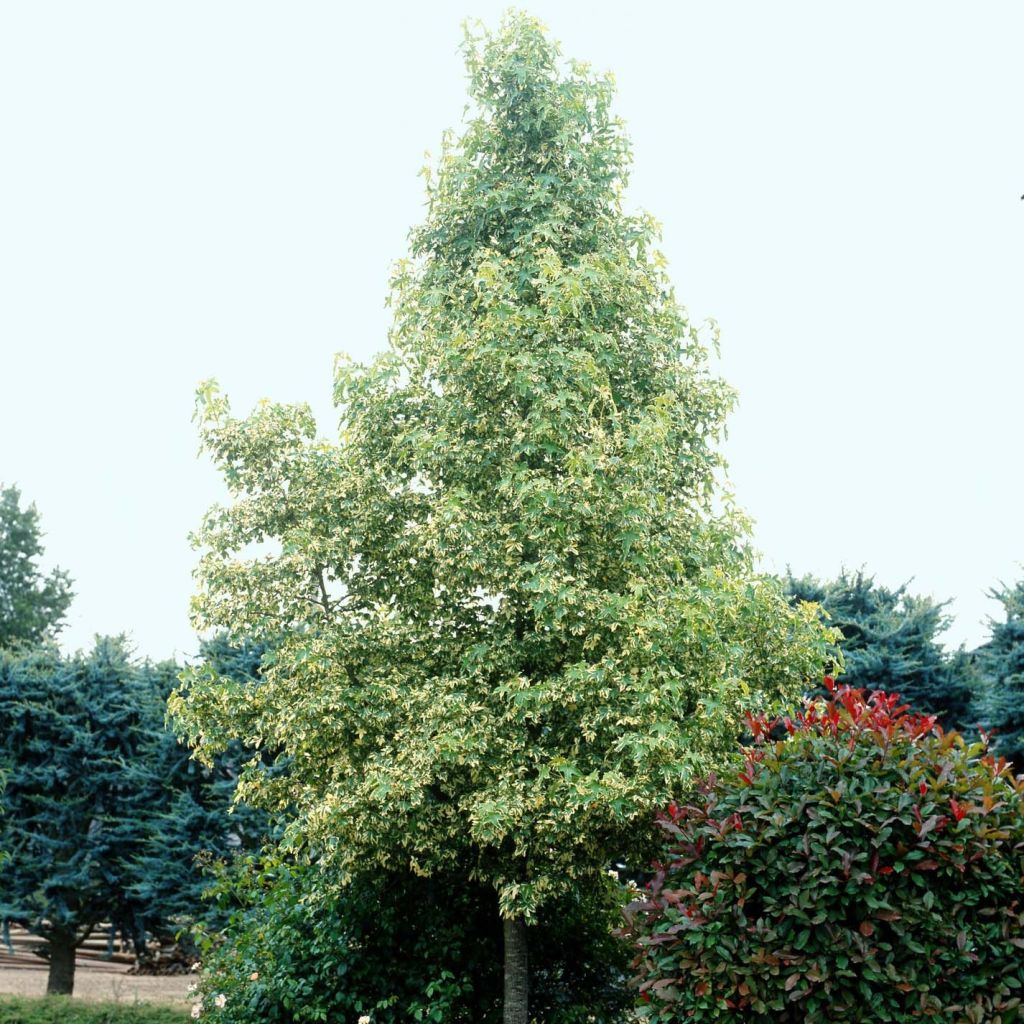 Liquidambar styraciflua Albomarginata Manon - Amberboom