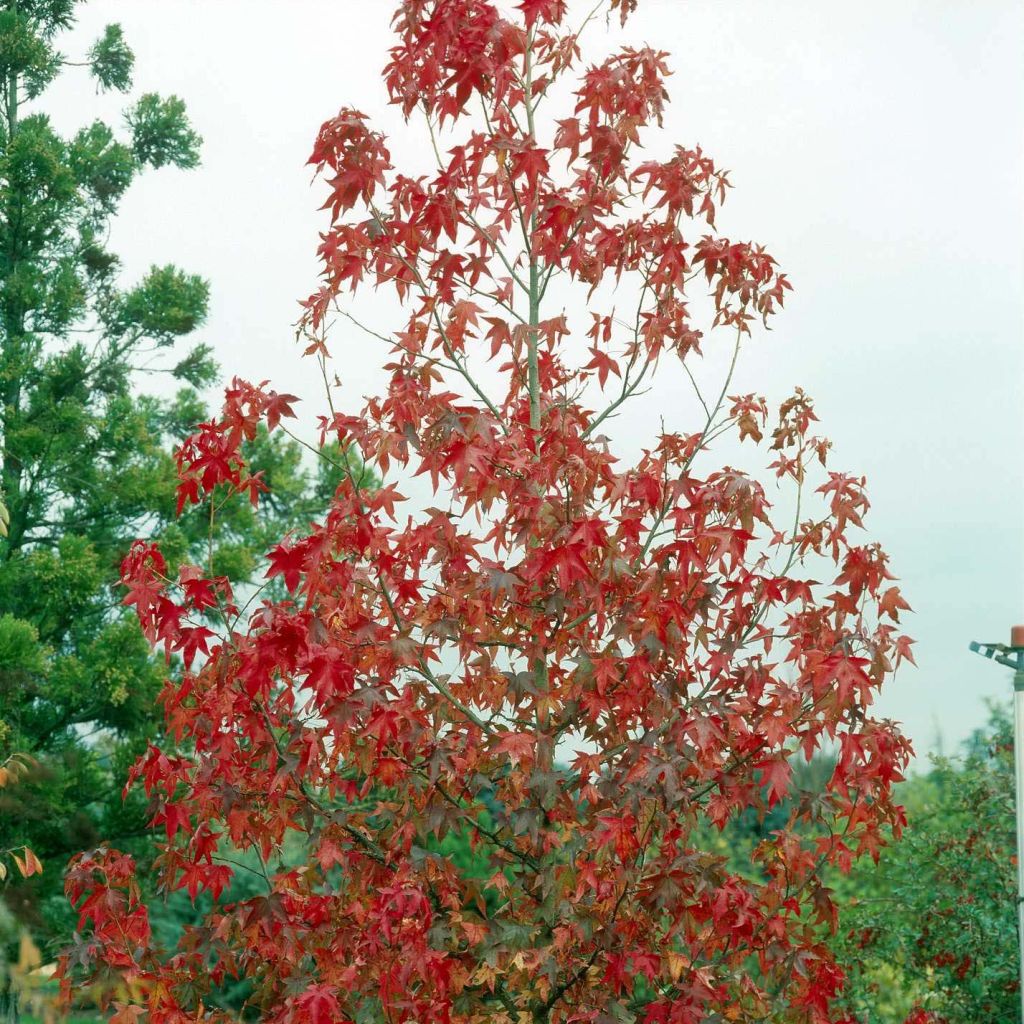 Liquidambar styraciflua Albomarginata Manon - Amberboom