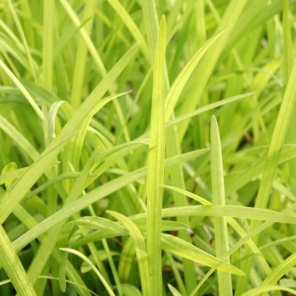 Liriope graminifolia var. densiflora