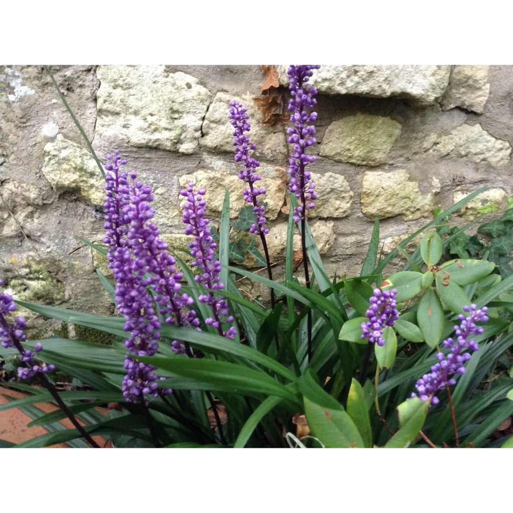 Liriope muscari - Leliegras