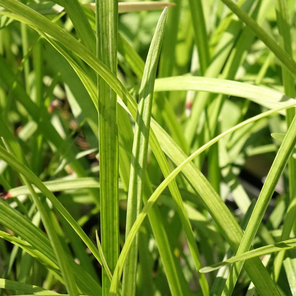 Liriope muscari Big Blue - Leliegras