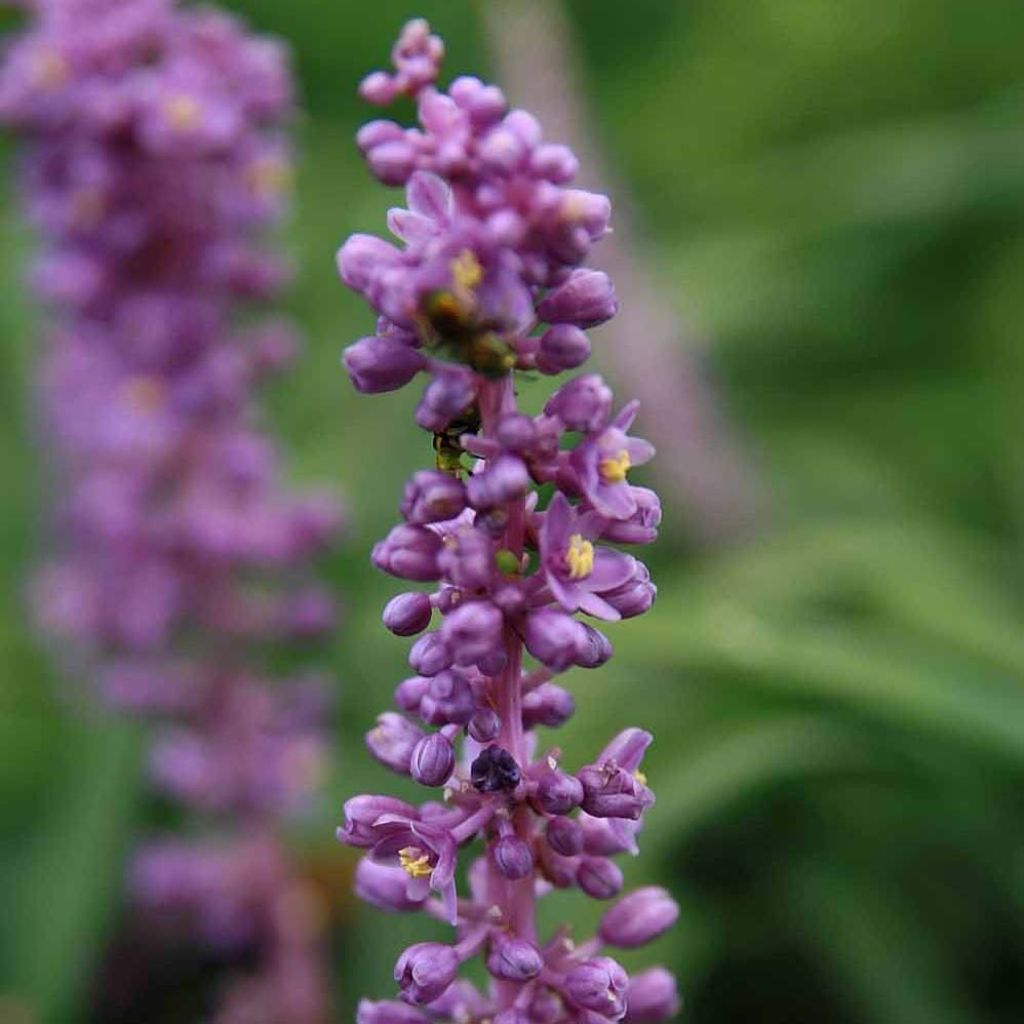 Liriope muscari Royal Purple - Leliegras