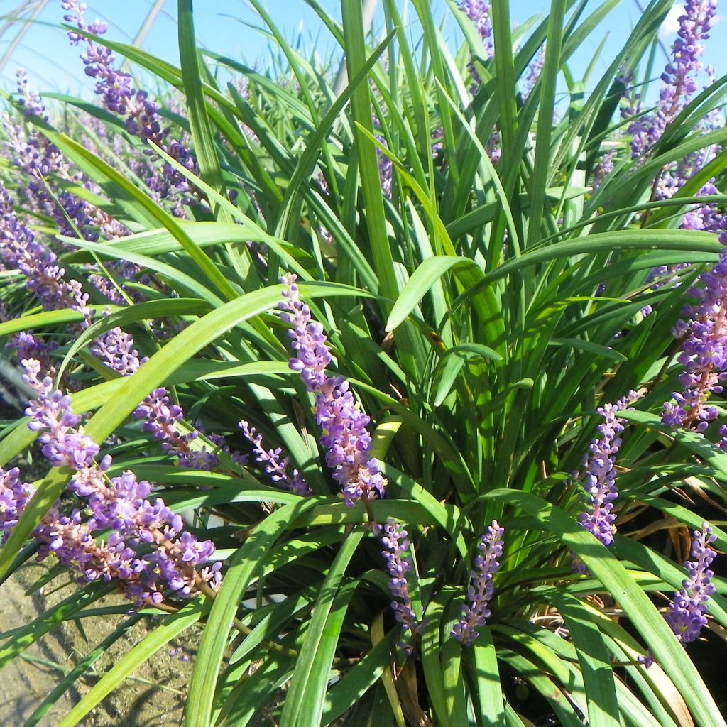 Liriope Super Blue - Leliegras