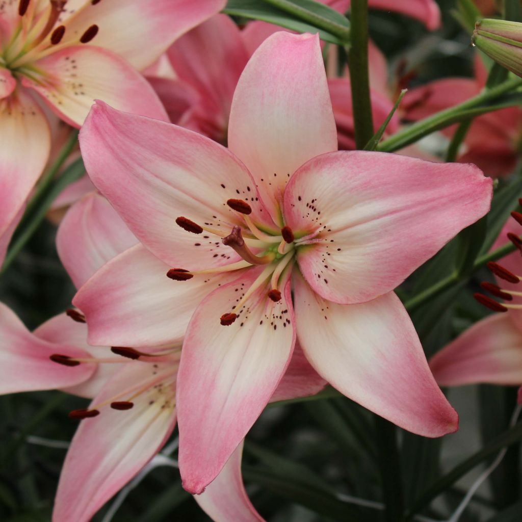 Lilium Rosellas Dream - Aziatische lelie